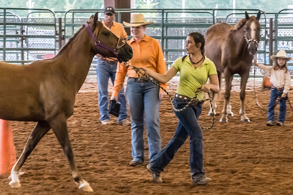 4-h-horse-show-590