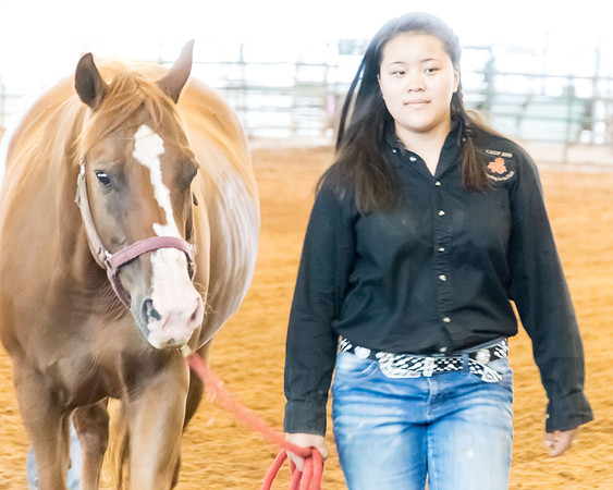 4-h-horse-show-676