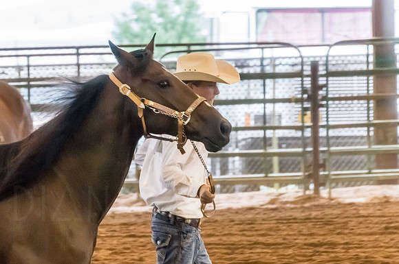 4-h-horse-show-628