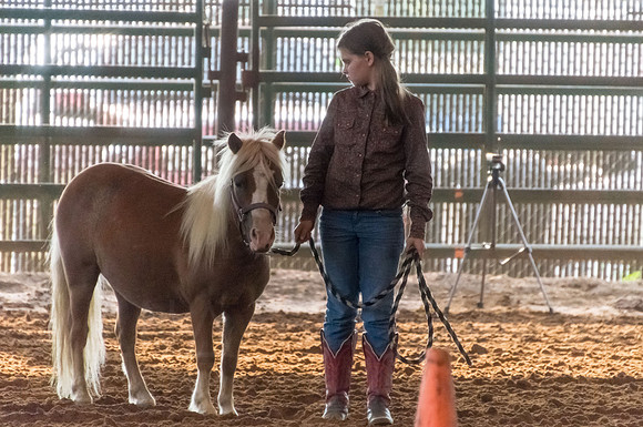 4-h-horse-show-306