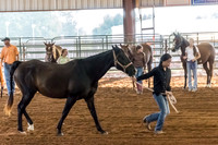 4-h-horse-show-393