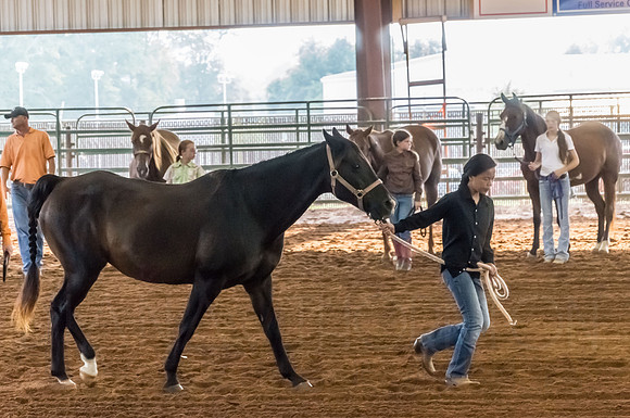 4-h-horse-show-393