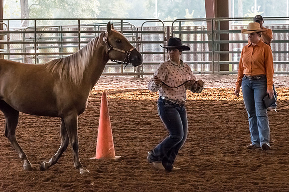 4-h-horse-show-371