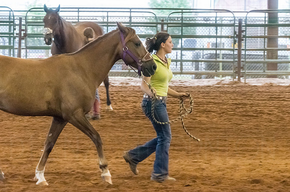 4-h-horse-show-596