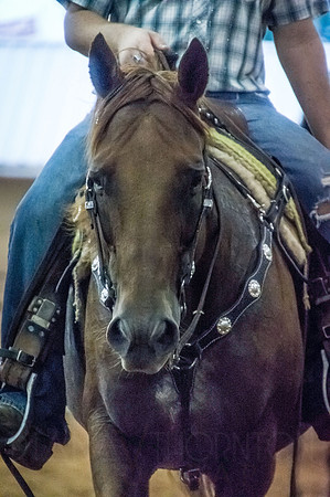 4-h-horse-show-967