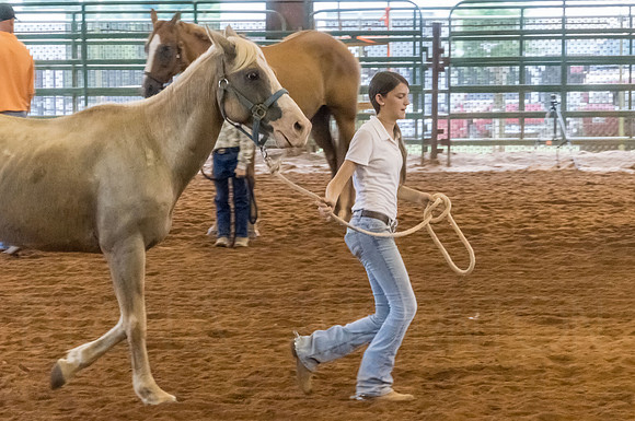 4-h-horse-show-556