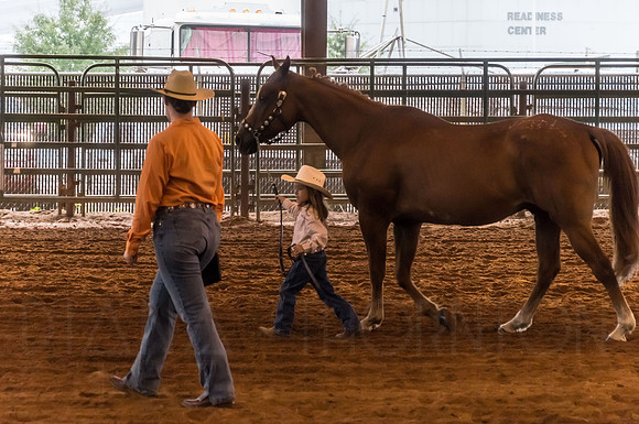 4-h-horse-show-518
