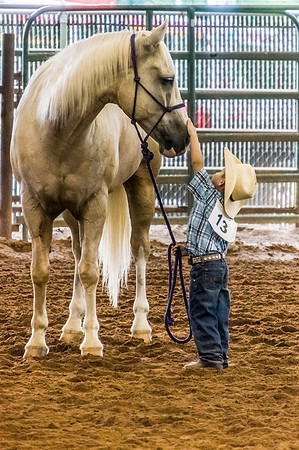 4-h-horse-show-664